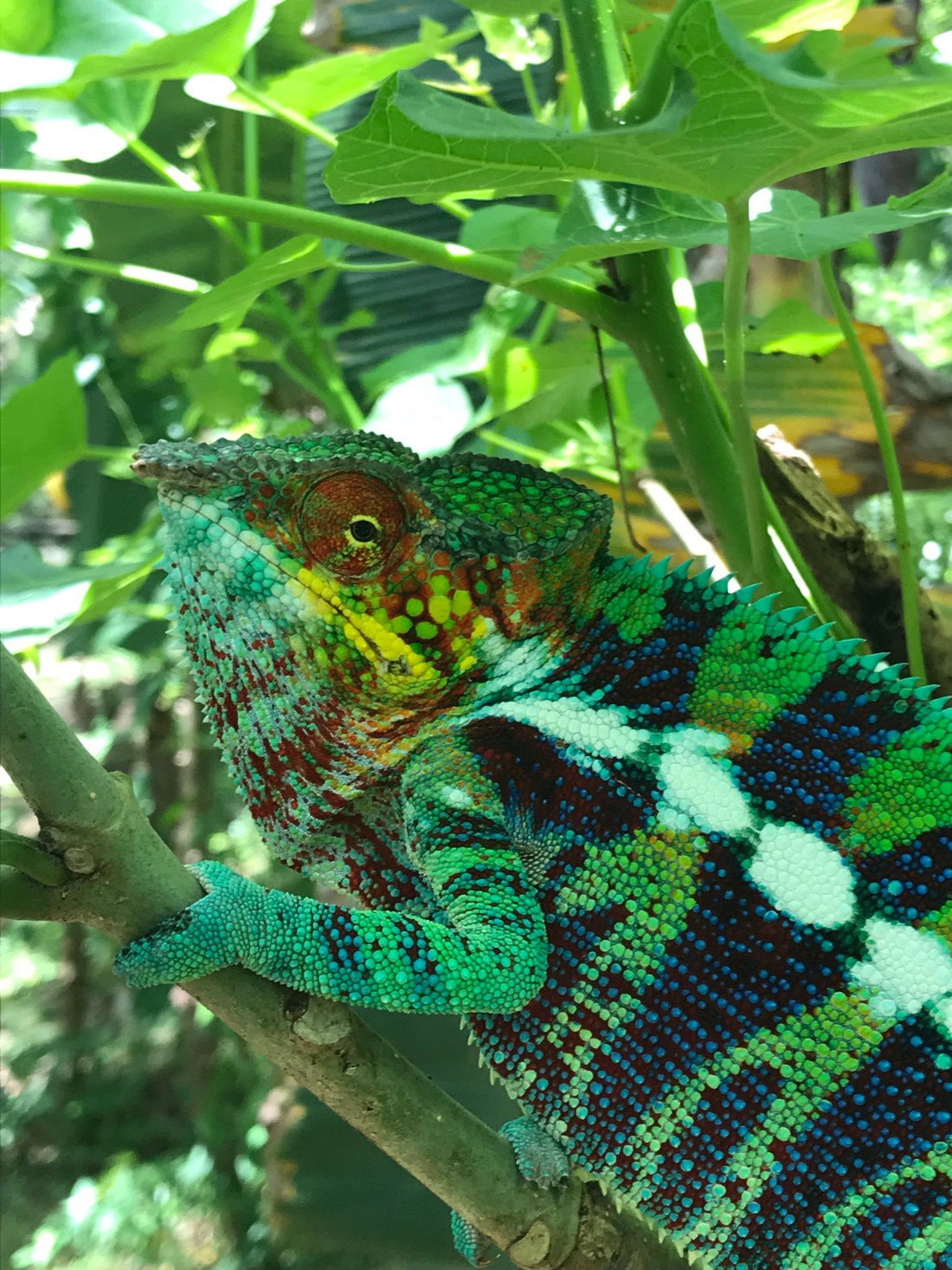 Panther Chameleon in the cacao forest